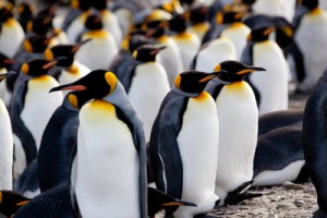 Koningspinguin